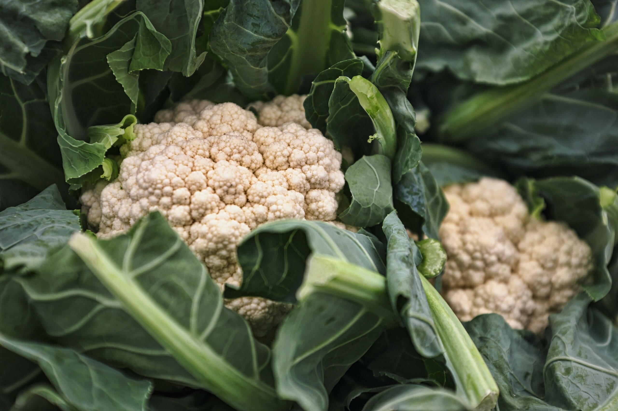 cauliflower pasta recipe