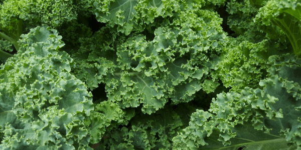 Kale for spring cleanse