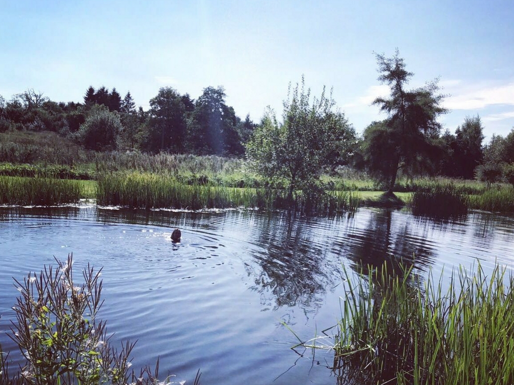 wild swimming lake with person swimming norfolk - august bank holiday yoga retreat