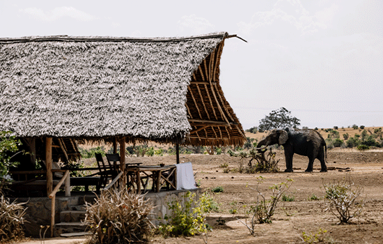 safari-tent-elephant-kenya