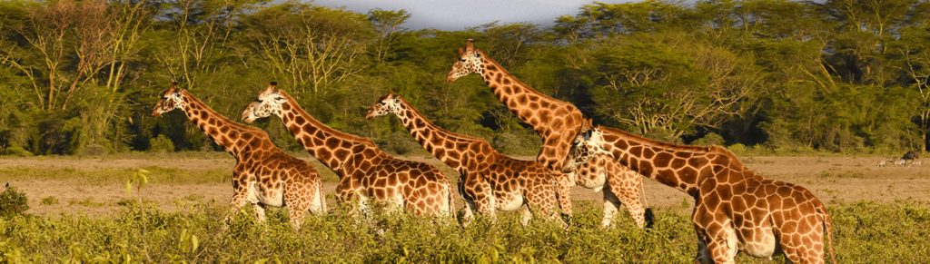 kenya safari yoga holiday