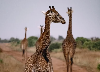 giraffes on safari in kenya
